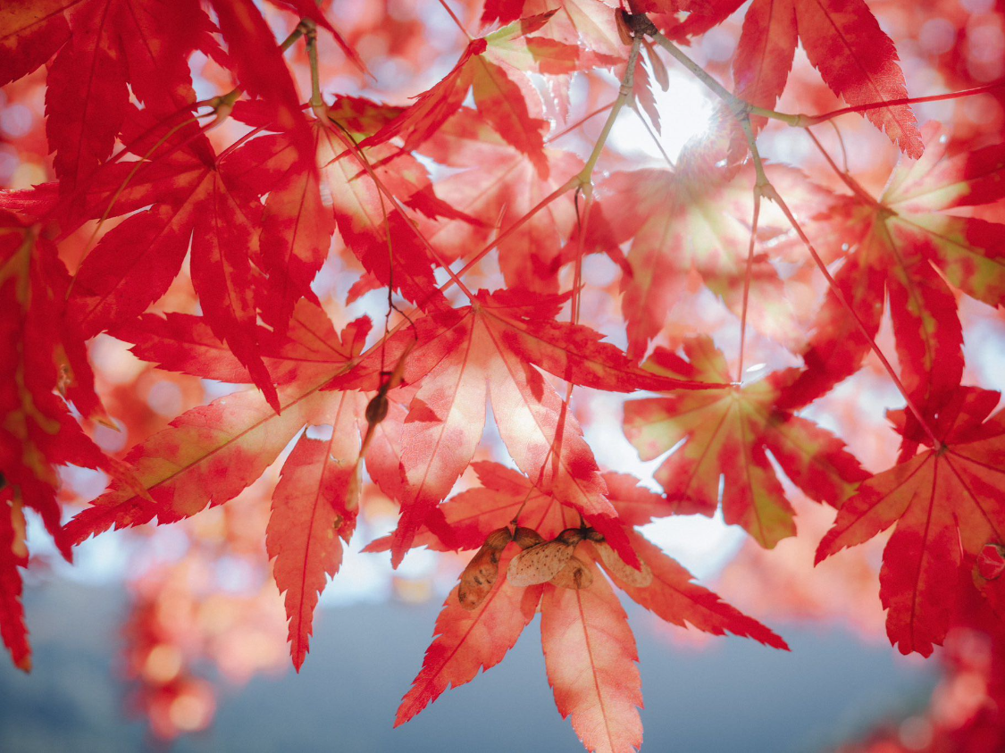 百家乐网站-2026年2月财运颇为旺盛的 3 生肖，赚得开心、花的安心，前程似锦